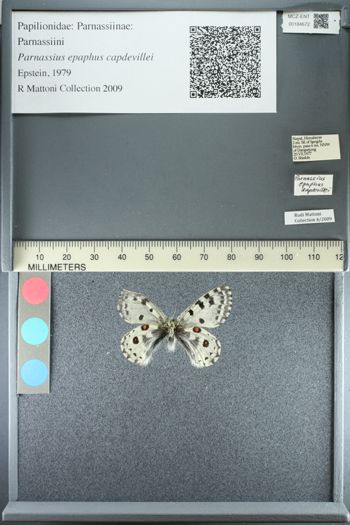 Media type: image;   Entomology 184672
